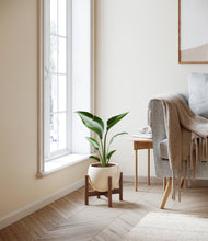 Load image into Gallery viewer, Shiny EggWhite stand:walnut