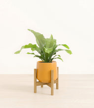 Load image into Gallery viewer, Mustard stand:bamboo