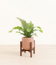 Load image into Gallery viewer, Calm Rose stand:walnut