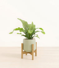 Load image into Gallery viewer, Turquoise stand:bamboo