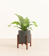 Load image into Gallery viewer, Dark Olive stand:walnut