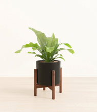 Load image into Gallery viewer, Black stand:walnut