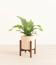 Load image into Gallery viewer, Cream stand:walnut