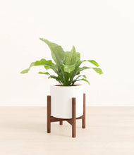 Load image into Gallery viewer, White stand:walnut