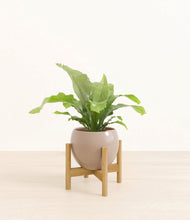 Load image into Gallery viewer, Desert Brown stand:bamboo