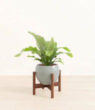 Load image into Gallery viewer, Deep Ocean stand:walnut