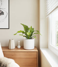 Load image into Gallery viewer, White