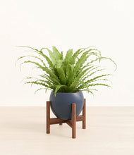 Load image into Gallery viewer, Deep Navy stand:walnut