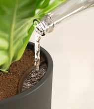 Load image into Gallery viewer, Dark Olive stand:all