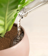 Load image into Gallery viewer, Calm Rose stand:all