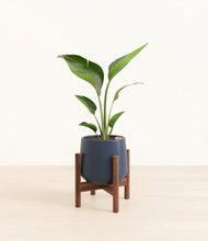 Load image into Gallery viewer, Deep Navy stand:walnut