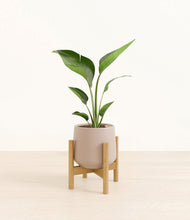 Load image into Gallery viewer, Eternal Gray stand:bamboo