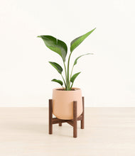 Load image into Gallery viewer, Gentle Pink stand:walnut