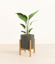 Load image into Gallery viewer, Dark Olive stand:bamboo