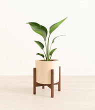 Load image into Gallery viewer, Cream stand:walnut