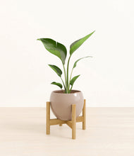 Load image into Gallery viewer, Desert Brown stand:bamboo