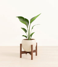 Load image into Gallery viewer, Shiny EggWhite stand:walnut