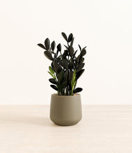 Load image into Gallery viewer, Olive*****Profile