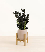 Load image into Gallery viewer, Eternal Gray stand:bamboo