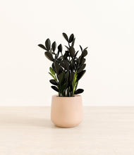 Load image into Gallery viewer, Gentle Pink*****Profile