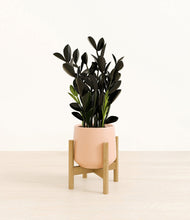 Load image into Gallery viewer, Gentle Pink stand:bamboo
