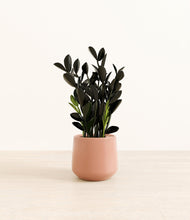 Load image into Gallery viewer, Calm Rose*****Profile