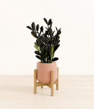 Load image into Gallery viewer, Calm Rose stand:bamboo