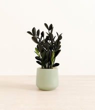 Load image into Gallery viewer, Turquoise*****Profile