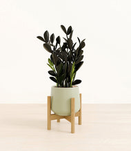 Load image into Gallery viewer, Turquoise stand:bamboo