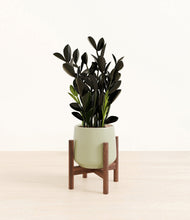 Load image into Gallery viewer, Turquoise stand:walnut