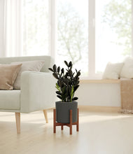 Load image into Gallery viewer, Dark Olive stand:walnut