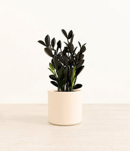 Load image into Gallery viewer, Cream*****Profile