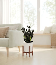 Load image into Gallery viewer, White stand:walnut