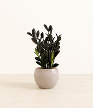 Load image into Gallery viewer, Desert Brown*****Profile