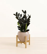 Load image into Gallery viewer, Desert Brown stand:bamboo