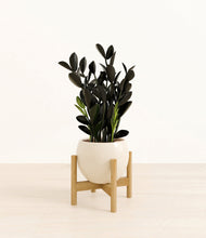 Load image into Gallery viewer, Shiny EggWhite stand:bamboo