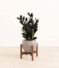 Load image into Gallery viewer, Winter Clouds stand:walnut