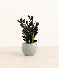 Load image into Gallery viewer, Deep Ocean*****Profile