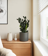 Load image into Gallery viewer, Dark Olive