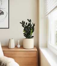 Load image into Gallery viewer, Cream