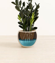 Load image into Gallery viewer, Shiny EggWhite