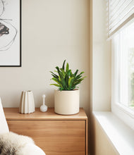 Load image into Gallery viewer, Cream