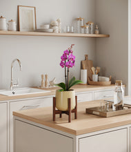 Load image into Gallery viewer, Almond Green stand:walnut