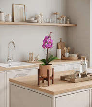 Load image into Gallery viewer, Glossy Pink stand:walnut