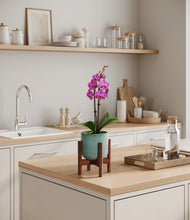 Load image into Gallery viewer, Reactive Aqua stand:walnut