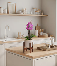 Load image into Gallery viewer, Snowdrift White stand:walnut