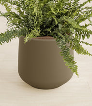 Lade das Bild in den Galerie-Viewer, Olive stand:all