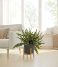 Lade das Bild in den Galerie-Viewer, Dark Olive stand:bamboo