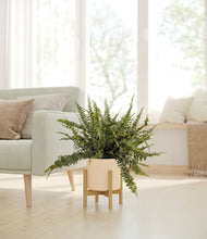 Lade das Bild in den Galerie-Viewer, Cream stand:bamboo