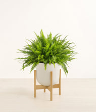 Lade das Bild in den Galerie-Viewer, Natural Bamboo stand:light